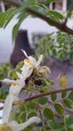Moringa Pollen