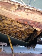 10 Year Old Hive