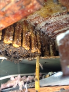 10 Year Old Hive 2