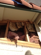 Attic Hive 2