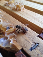 Bees Love Honey, Too