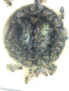 Bird House Hive 2