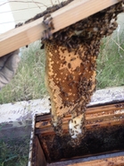 Bird House Hive 3