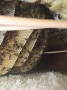 Carved out Foam Hive