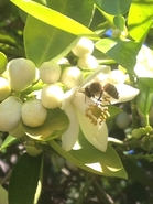 Citrus