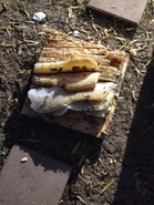 Floorboard Hive