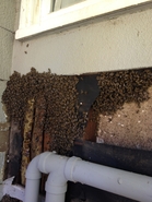 Historic Neighborhood Hive