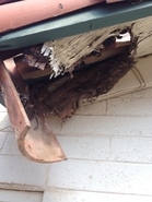Honey Damage
