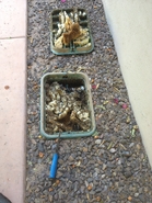 Irrigation Box Hive 2