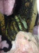 More Attic Hives