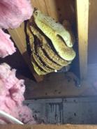 More Attic Hives 2