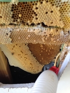 New Hive 2