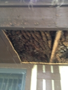 Old Hive