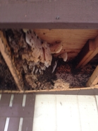 Old Hive 2
