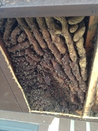 Old Hive 4