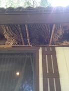 Old Hive 5