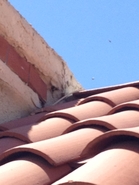 Parapet Hive