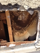 Parapet Hive 3
