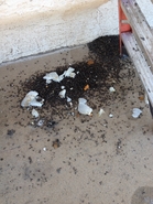 Roach Feces