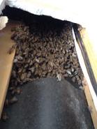 Shy Bees