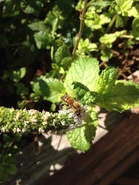 Spearmint Pollen