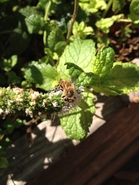 Spearmint Pollen