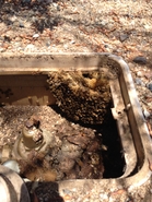 Sprinkler Box Hive 2