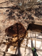 Sprinkler Box Hive