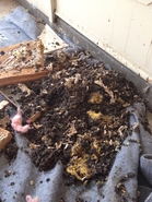 What the Exterminator Didn't Tell You