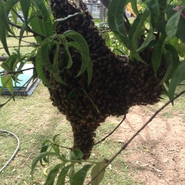 Small Swarm