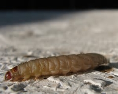 Wax Moth Larvae