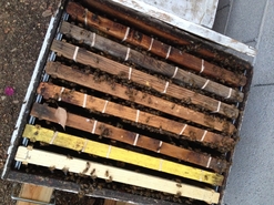 Brood Comb Banded into Box