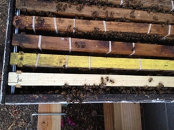 Brood Comb Banded into Box