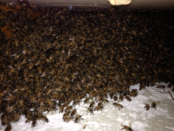 Lots of Bees Hiding