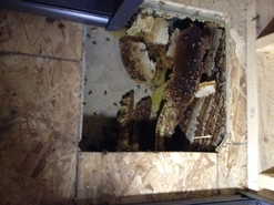 Under Shed Hive