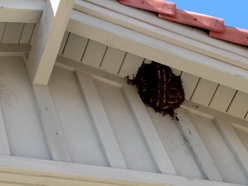 Exposed Hive