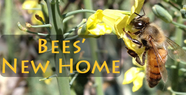 Bee and Hive Relocation