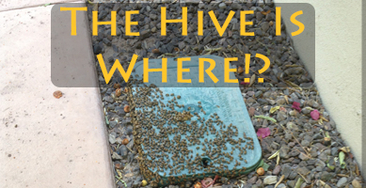 Hive and Swarm Locations